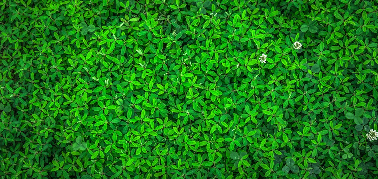 Vibrant green leaves with small white flowers offer a rich nature texture.